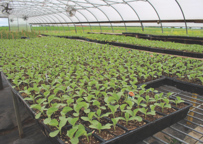 Wholesale Greenhouse Vegetable Plants