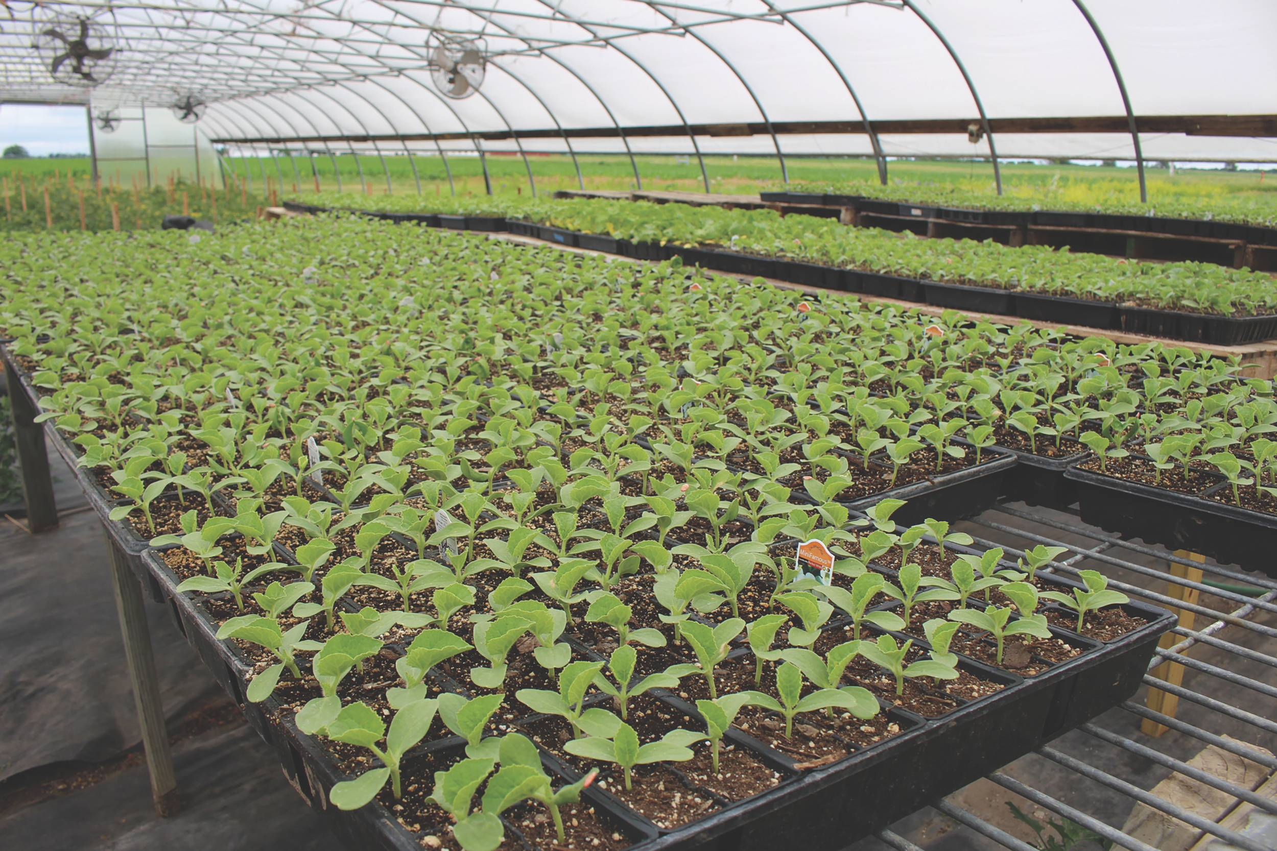 Wholesale Greenhouse Vegetable Plants